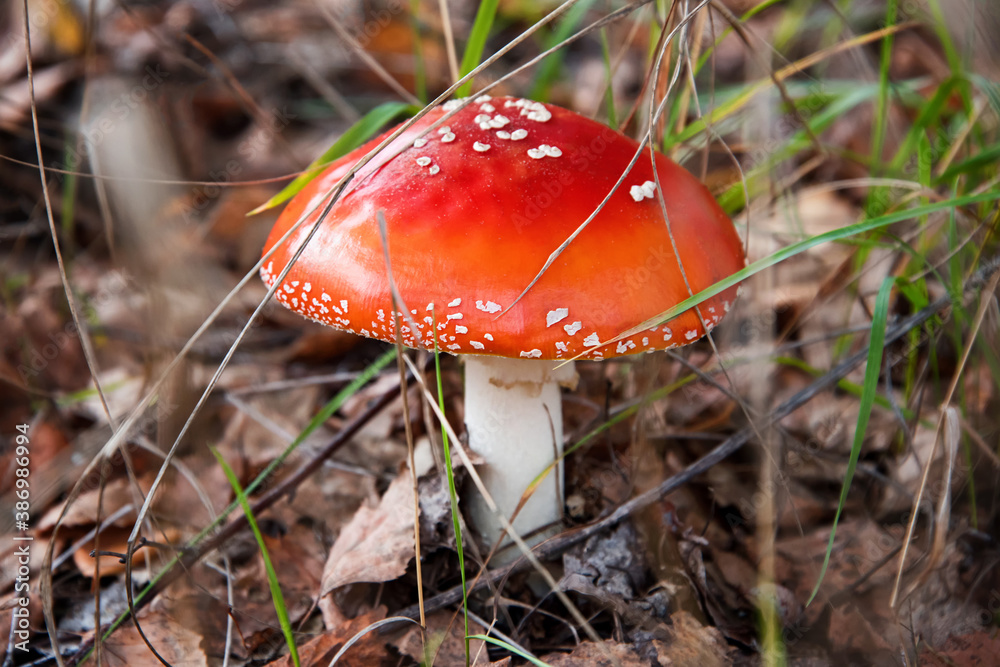 Red fly agaric mushroom or toadstool growing in the forest. Amanita muscaria, toxic mushroom. Poisonous mushroom famous for its brightly red coloured cap. Natural forest background. Red fly agaric mushroom or toadstool growing in the forest. Amanita muscaria, toxic mushroom. Poisonous mushroom famous for its brightly red coloured cap. Natural forest background.