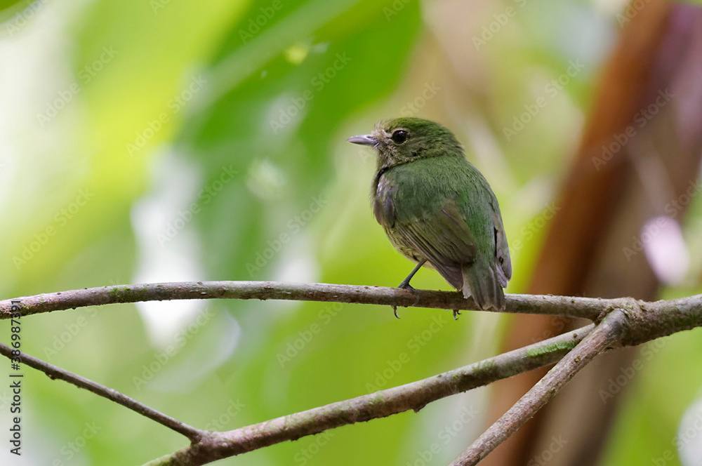 Female Blue-crowned Manakin (Pipra coronata) female at Corcovado National Park, Costa Rica Female Blue-crowned Manakin (Pipra coronata) female at Corcovado National Park, Costa Rica