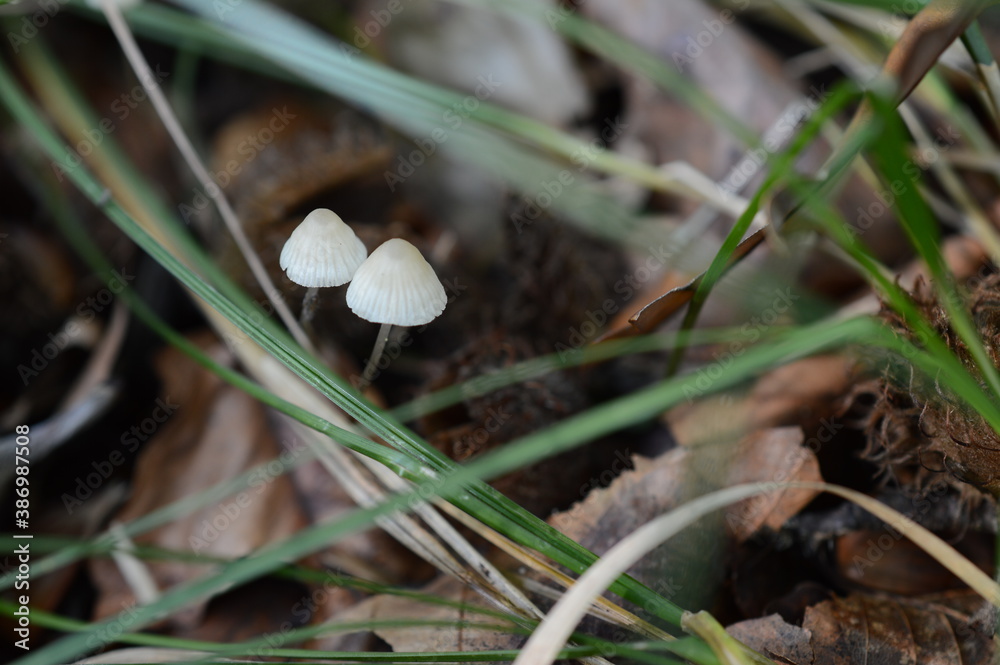 mushroom in the grass mushroom in the grass