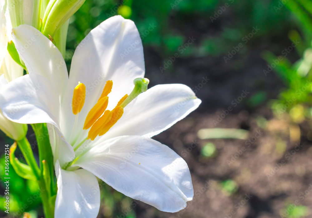 Fototapeta premium White Lily of the Candidum variety close-up. Hello spring