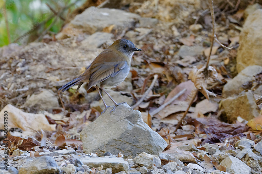 Black-billed nightingale-thrush (Catharus gracilirostris) at Corcovado National Park, Costa Rica Black-billed nightingale-thrush (Catharus gracilirostris) at Corcovado National Park, Costa Rica
