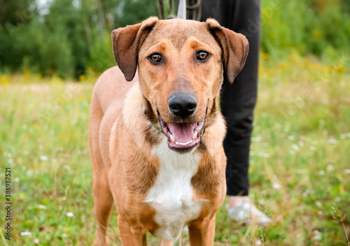 1 dog on a green background, pet