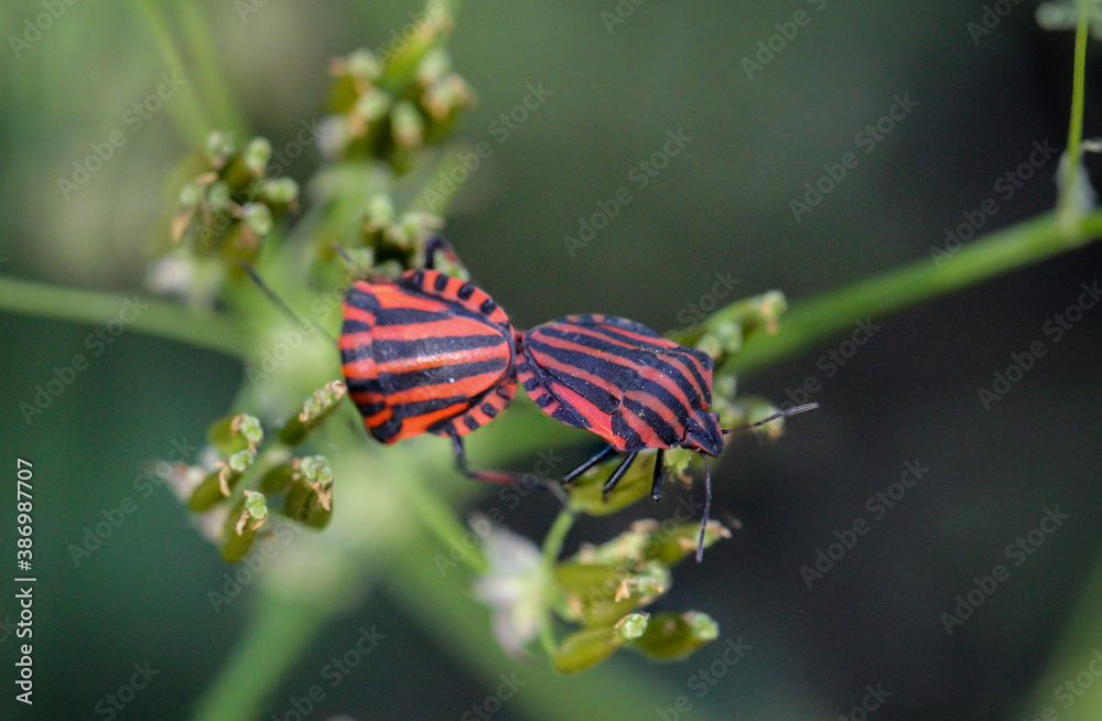 Zwei Streifenwanzen, Graphosoma lineatum bei der Paarung.