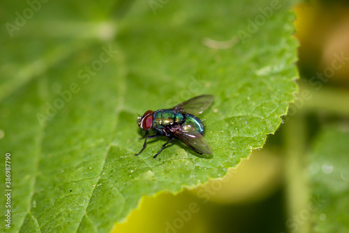 Eine Nahaufnahme einer Fliege auf einem Blatt sitzend.