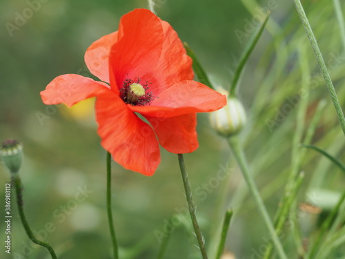Klatschmohn (Papaver rhoeas) oder auch Mohnblume oder Klatschrose, in der Mittagssonne