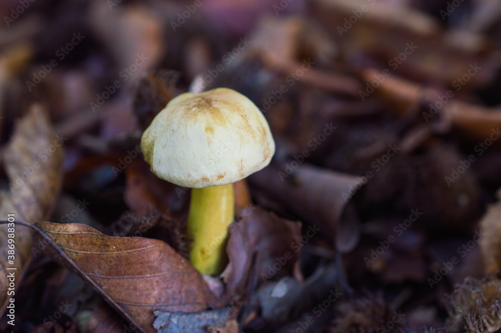 mushroom in the forest mushroom in the forest