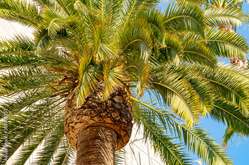 Closeup on tall California palm tree in Los Angeles photo