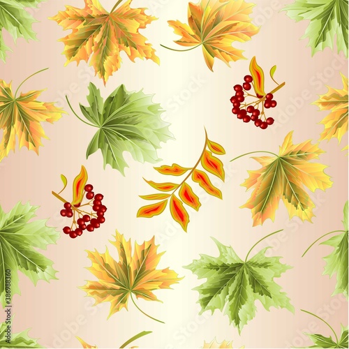 Seamless texture colored leaves Maple   natural and rowanberry  vintage vector botanical illustration editable hand draw
