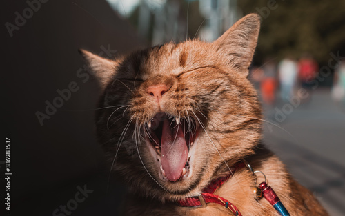 Funny red cat like lion. Street pet life. Adorable animal kitten like comic. Pretty kitty laugh face in outdoor. Best cute ginger fluffy head posture with open mouth