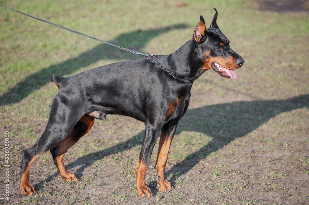 Dog breed Doberman. Dog breed Doberman.