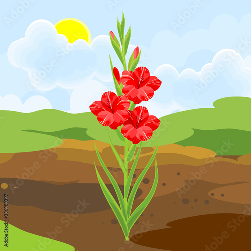 Blooming gladiolus plant with red flowers and green leaves growing from the ground on background of summer landscape