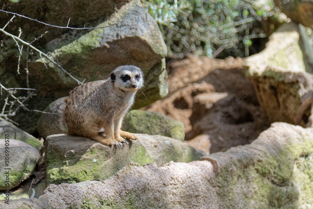 Fototapeta premium The meerkat watches anxiously.