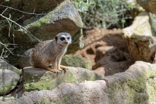 Fotografie The meerkat watches anxiously.