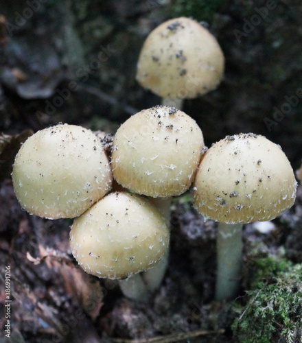 little white wild mushrooms on a black background seasonal details nature close-up photo
