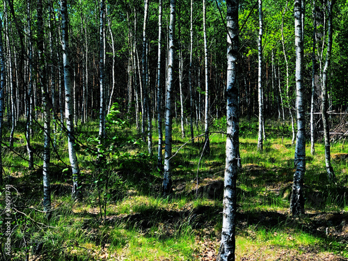 Summer Landscape Birch Grove Forest Natural  Beauty Horizontal Photo  