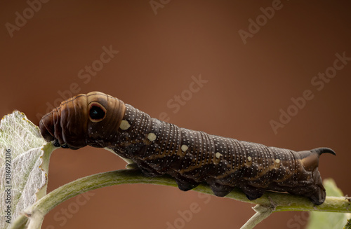 elephant hawk moth on green leaf close up, worm creature photo