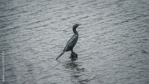 Little Cormorant perched in a wooden pole in the middle of the calm lake. © nilanka