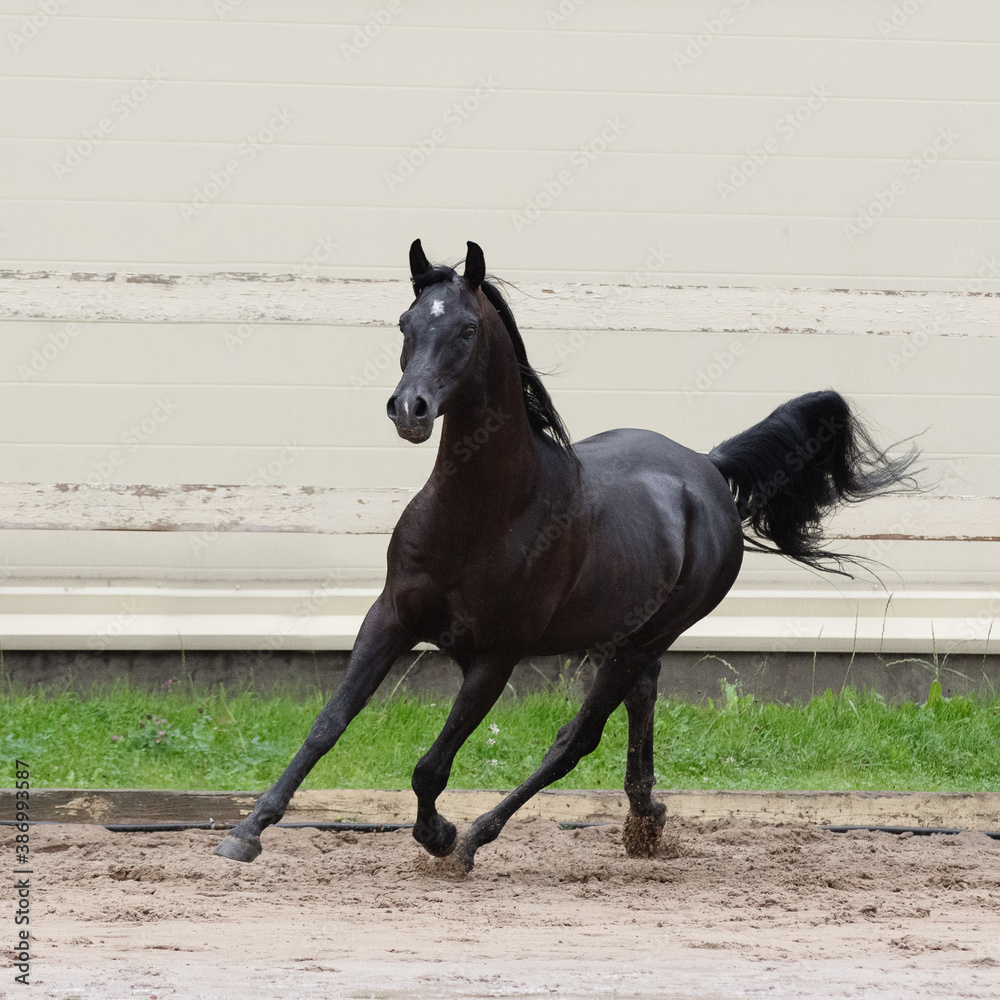 Beautiful black arabian horse runs free in paddock on the sand backgroun Beautiful black arabian horse runs free in paddock on the sand backgroun