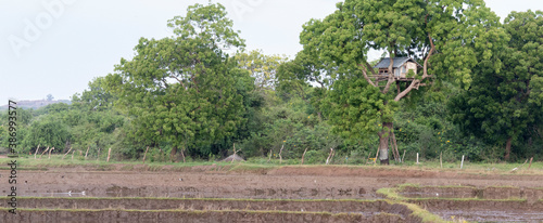 Tree House near paddy field to protect crops from animals rural village landscape. photo