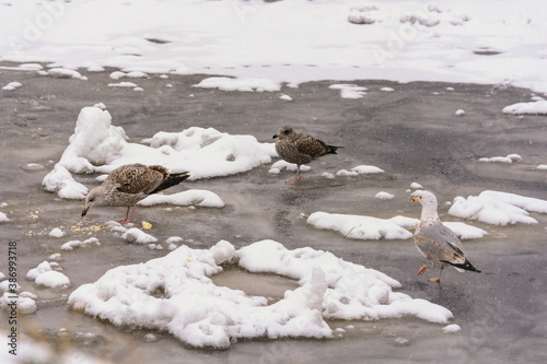 Three seagull on ice, one of them eats an abandoned piece of bread and othre two looking  it