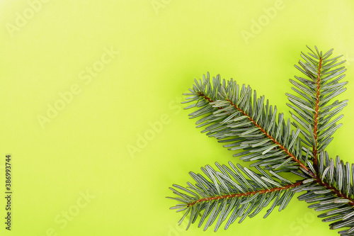 Spruce branch like a shamrock on a light green background, top view