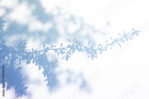 葉のシルエット