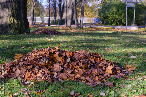 Dry autumn fallen leaves gathered in a heap for further cleaning in the park