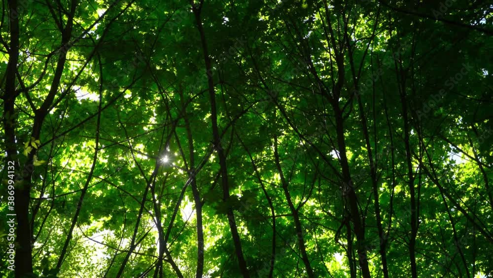 The sun's rays make their way through the leaves of the trees The sun's rays make their way through the leaves of the trees