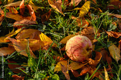 Apple covered with dew drops  among the yellow fallen leaves in the green grass in the morning sunlight