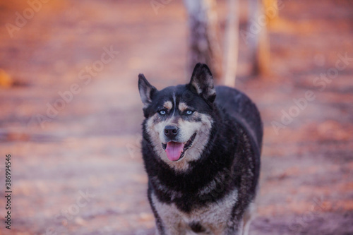 Handsome black husky with expressive blue eyes, close-up