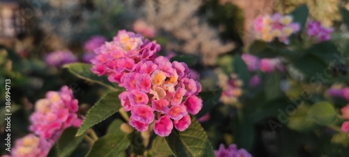 pink and yellow flowers