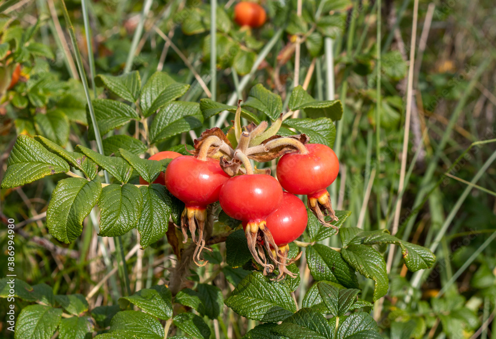 The dog rose with red fruit