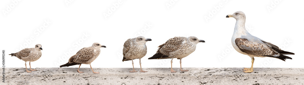 Obraz premium A large banner with the image of seagulls sitting on the parapet of the bridge. Seagulls isolated on a white background