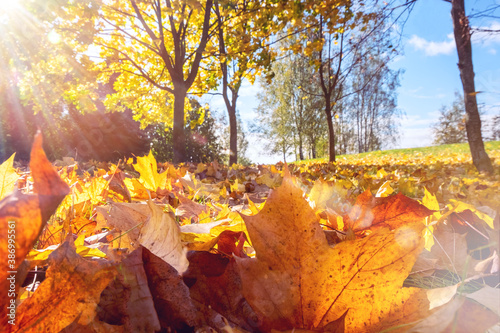 Beautiful bright autumn nature landscape with  foreground orange fallen leaves glows in sun.