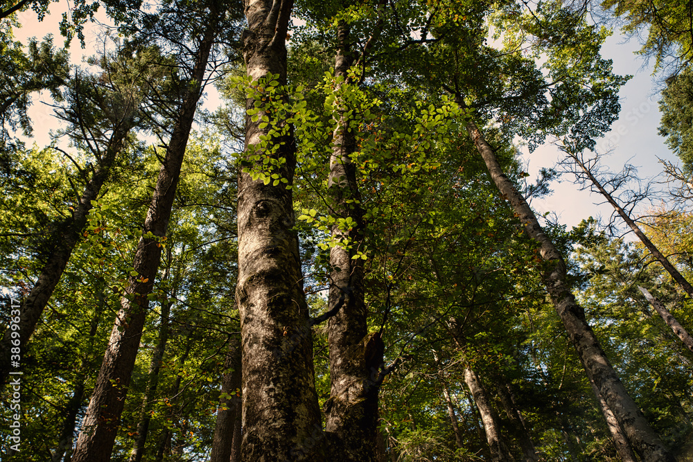 Fototapeta premium Waldlicht