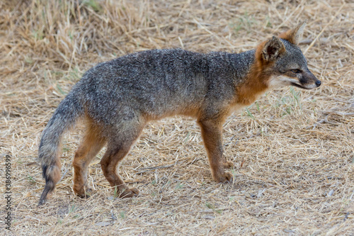 A rare  wild island fox searching for food on Santa Rosa Island in Channel Islands National Park. The island fox is found only on these islands and nowhere else in the world.