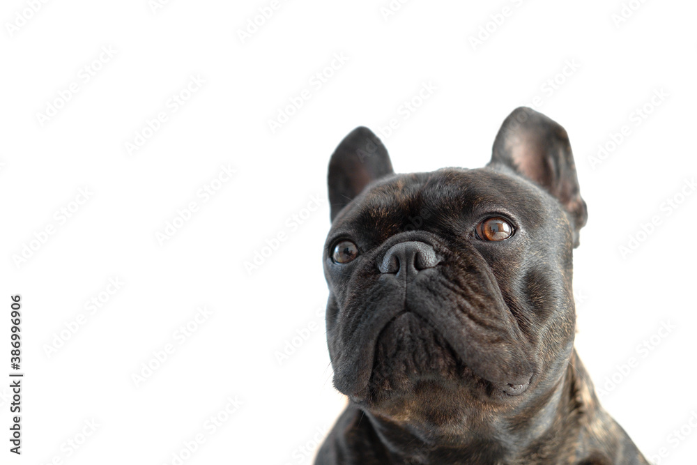 Beautiful French Bulldog. Close-up of the French bulldog's muzzle isolate. muzzle isolated on white background. the emotion of a disgruntled dog. The bulldog turned away from the camera.