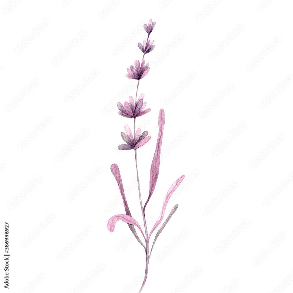 Watercolor illustration background of lavender flower fielsd.