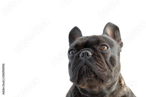 Fototapeta Naklejka Na Ścianę i Meble -  Beautiful French Bulldog. Close-up of the French bulldog's muzzle isolate. muzzle isolated on white background. the emotion of a disgruntled dog. The bulldog turned away from the camera.