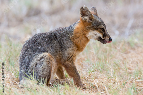 A rare  wild island fox searching for food on Santa Rosa Island in Channel Islands National Park. The island fox is found only on these islands and nowhere else in the world.