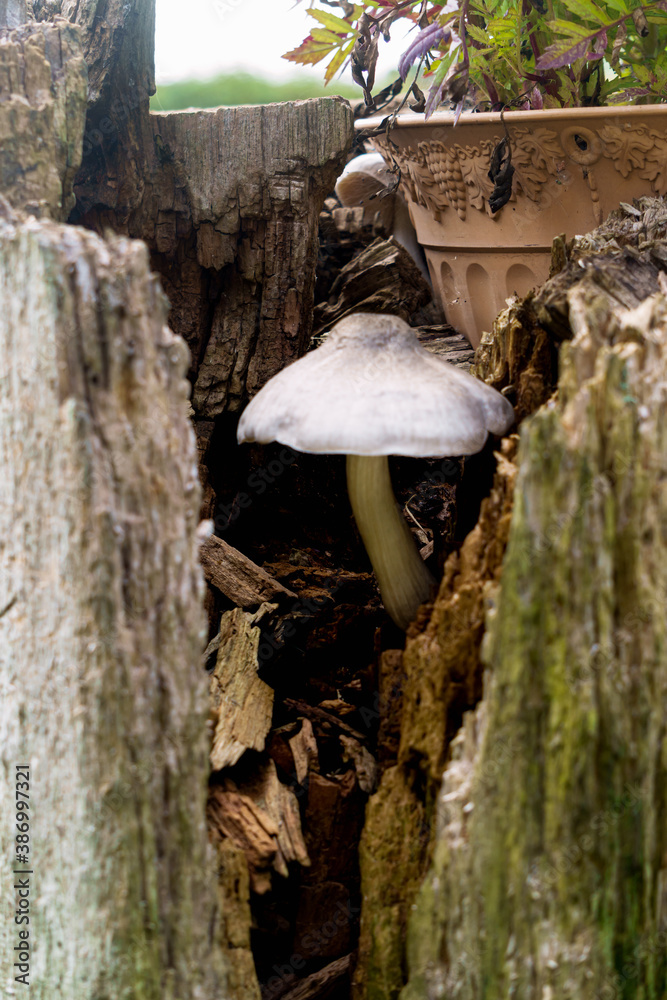 Fototapeta premium A mushroom has grown in a crevice in a tree stump in the garden.