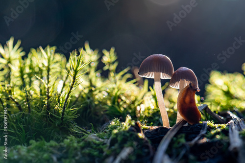 champignon en lumière