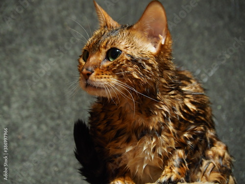 Wet cat came up with an insidious plan. © Azovsky