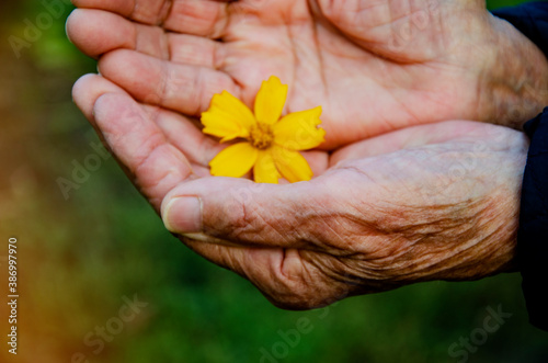 Delicate beautiful flower in the palms of an old grandmother. A flower in the old wrinkled hands of a grandmother close up. An elderly woman is holding a flower. Mutual aid concept. Kindness and care  photo