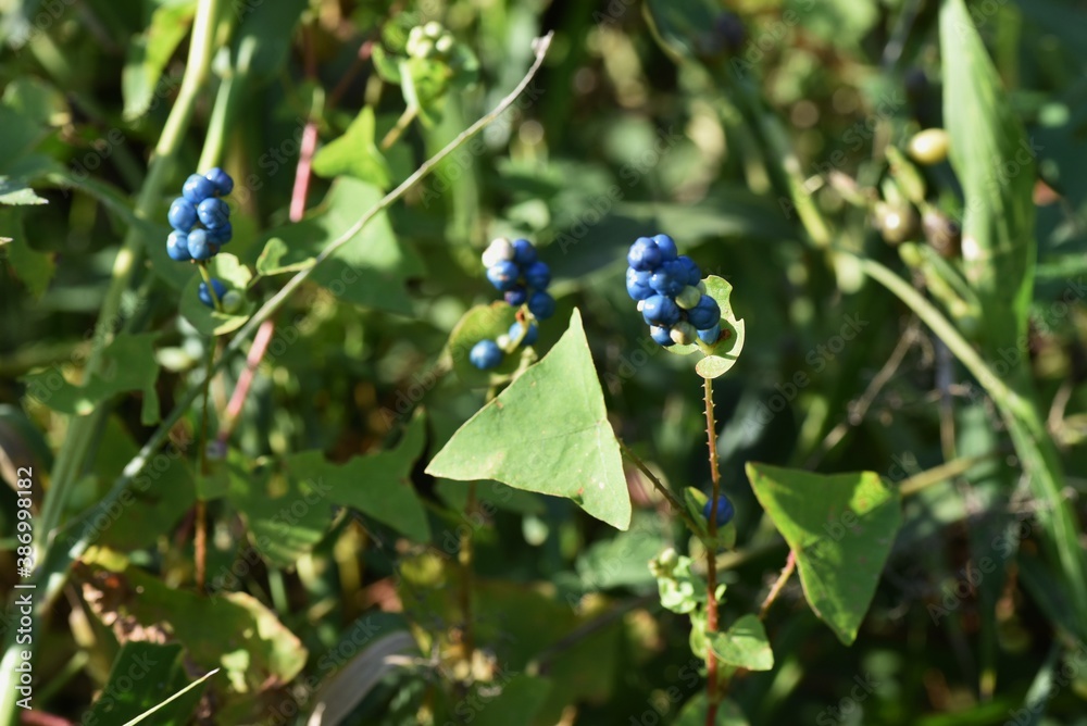Mile-a-minute weed (Persicaria perfoliata) berries / Polygonaceae annual vine grass. Mile-a-minute weed (Persicaria perfoliata) berries / Polygonaceae annual vine grass.