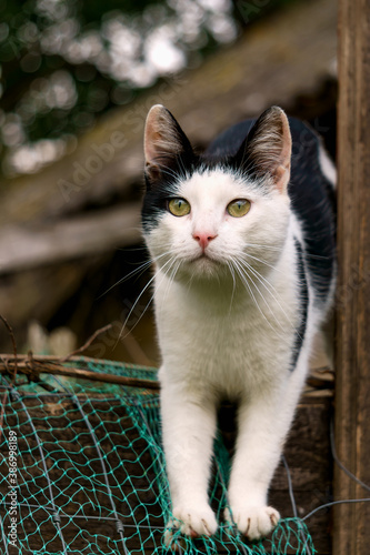 a white-black cat walks on the roof of the chicken coop.