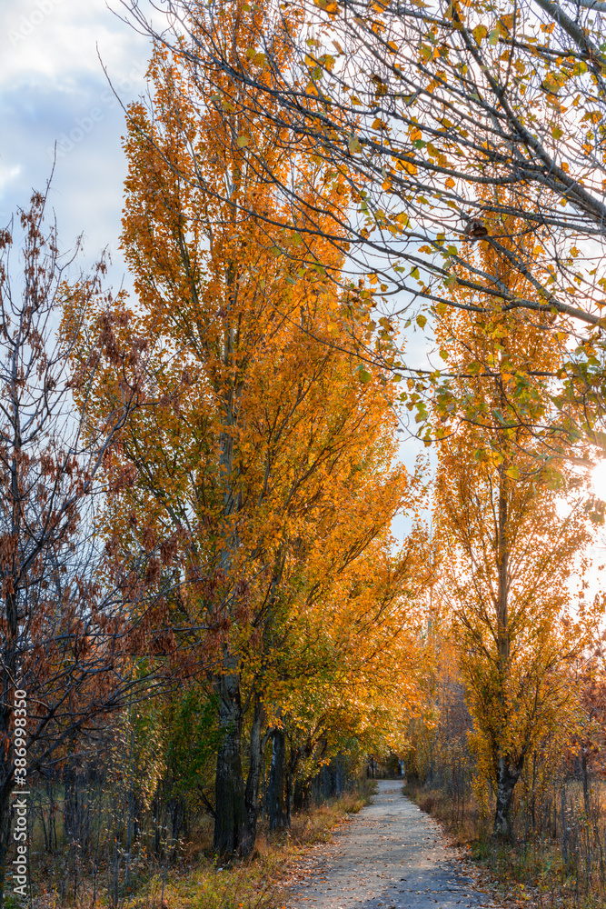 The city street footpath strewn with fallen yellow, orange and red leaves in autumn. The city street footpath strewn with fallen yellow, orange and red leaves in autumn.