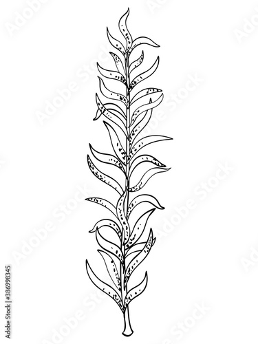 Fototapeta Naklejka Na Ścianę i Meble -  Seaweed in a doodle style, isolated on white background. Hand drawing sketch with a black outline and dots texture. Vector illustration for natural, botanical, undersea design, coloring book.