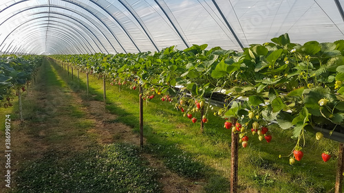 strawberry tunnel with suspended tables