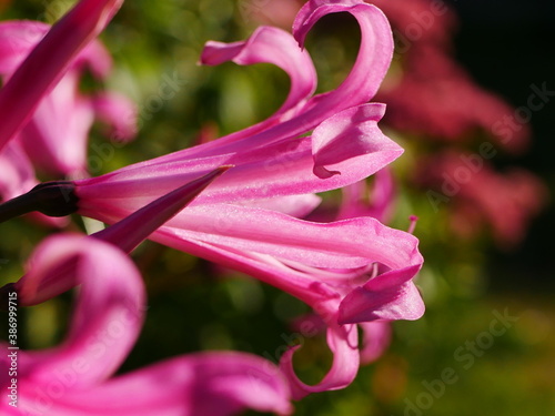 Closeup of a backlit pink nerine flower
